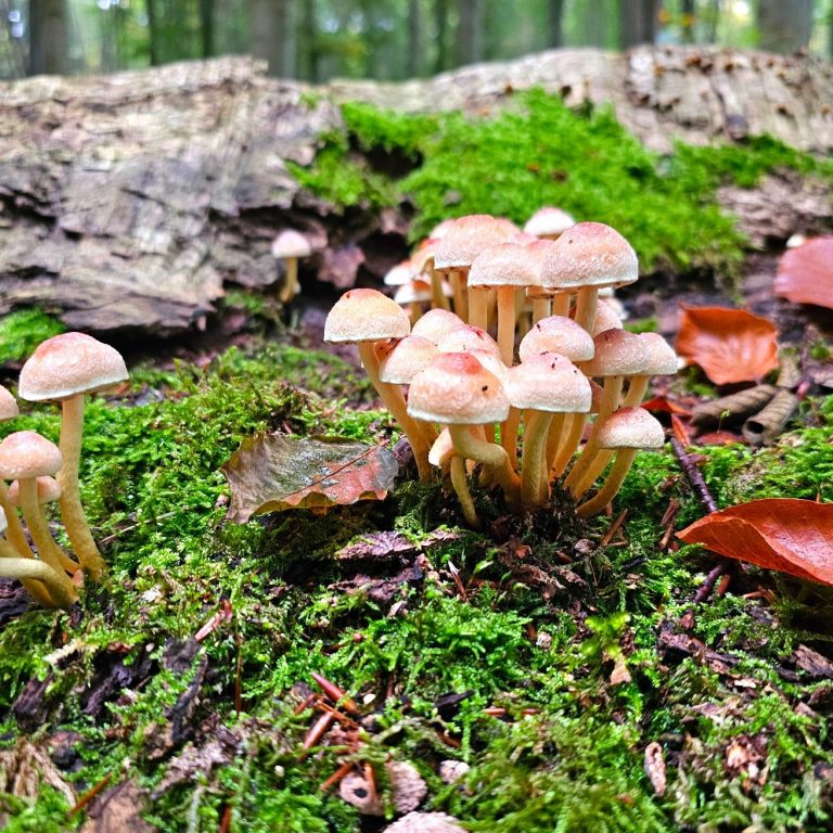Vitalpilze - Tierheilpraxis akupunktierchen - Juliane Merkler Hier sieht man Pilze im Wald als Symbolbild für Vitalpilze von der Tierheilpraxis akupunktierchen - Juliane Merkler