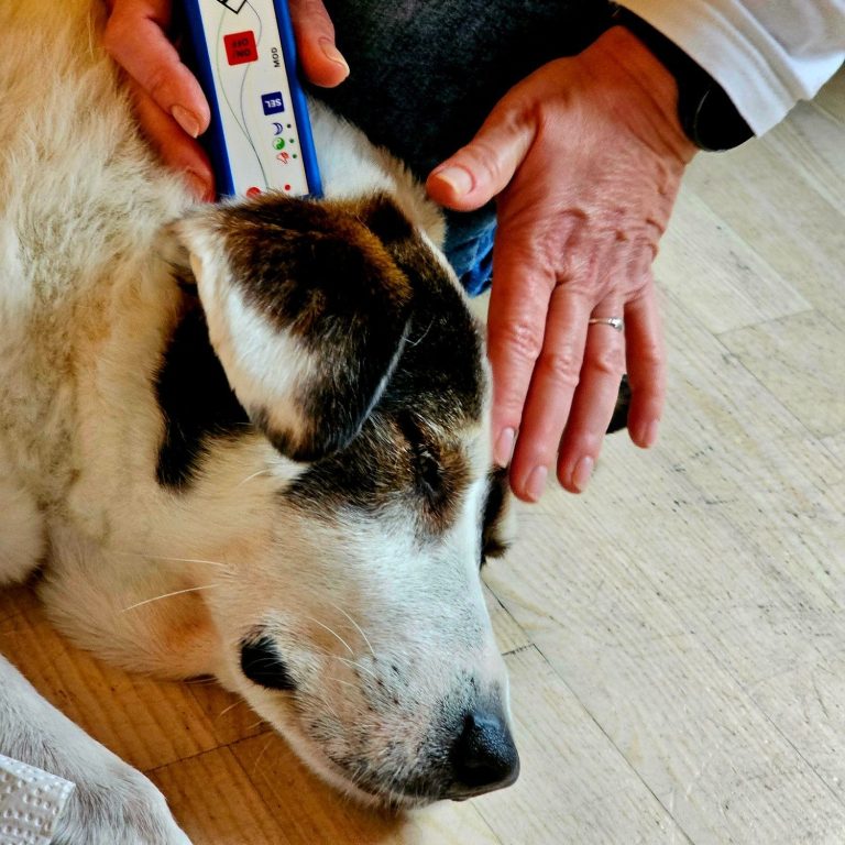 entspannte Balance - Tierheilpraxis akupunktierchen Juliane Merkler Hier sieht man wie die Tierheilpraktikerin Juliane Merkler von der Tierheilpraxis akupunktierchen einen Hund mittels Akupunktur entspannt