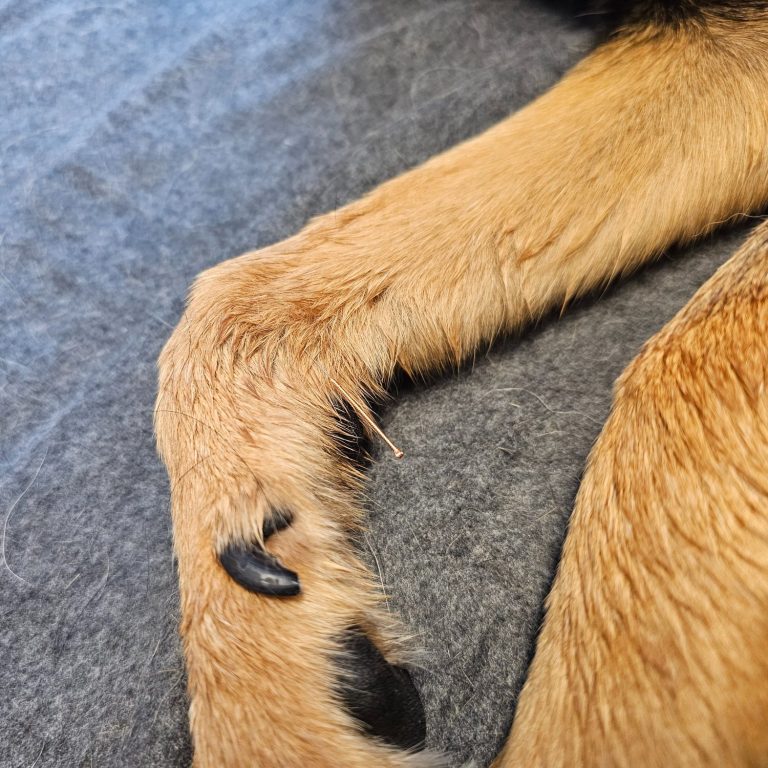 Tewa Kupferakupunkturnadel - Tierheilpraxis akupunktierchen - Juliane Merkler Hier sieht man eine Kupferakupunkturnadel in einer Vorderpfote von der Tierheilpraxis akupunktierchen - Juliane Merkler