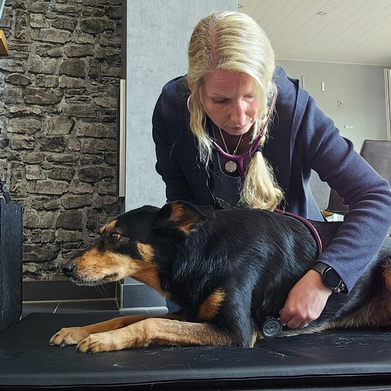 Untersuchung - Tierheilpraxis akupunktierchen - Juliane Merkler Hier sieht man die Auskultation (Abhören der Körpergeräusche mittels Stethoskop) eines Hundes von Juliane Merkler von akupunktierchen